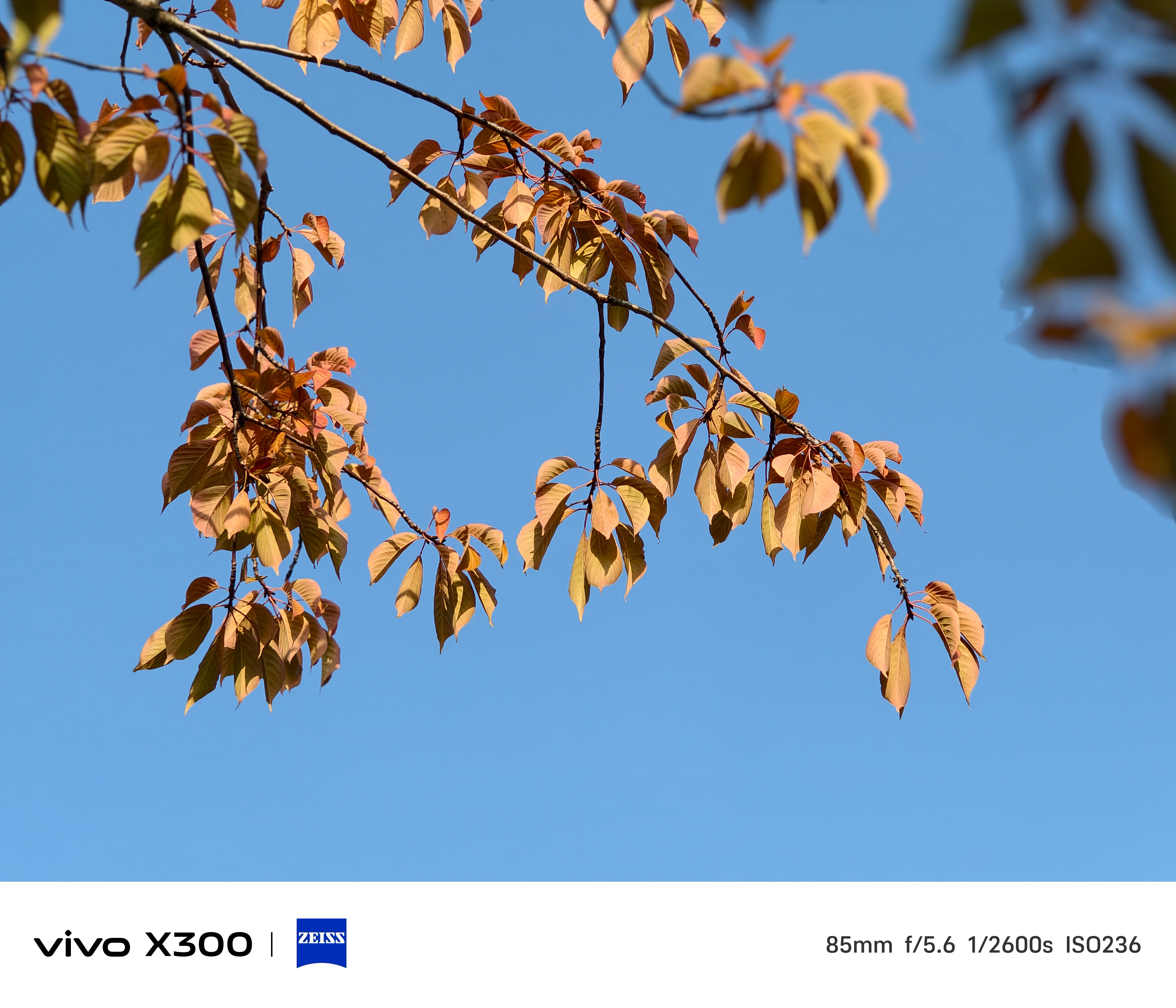 秋日微凉，用vivo X300记录一下身边秋天的痕迹，秋天的色彩还是很丰富的。蓝