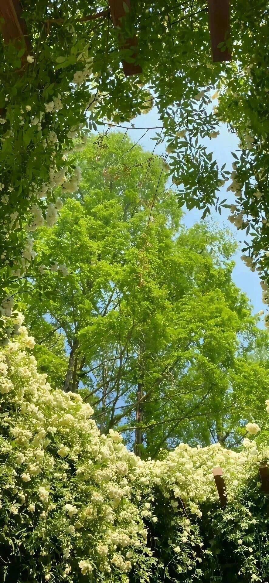 保持可爱和活力˶>ᗜ<˶Share｜iPad平板壁纸🦋高清4k横屏 iPad横