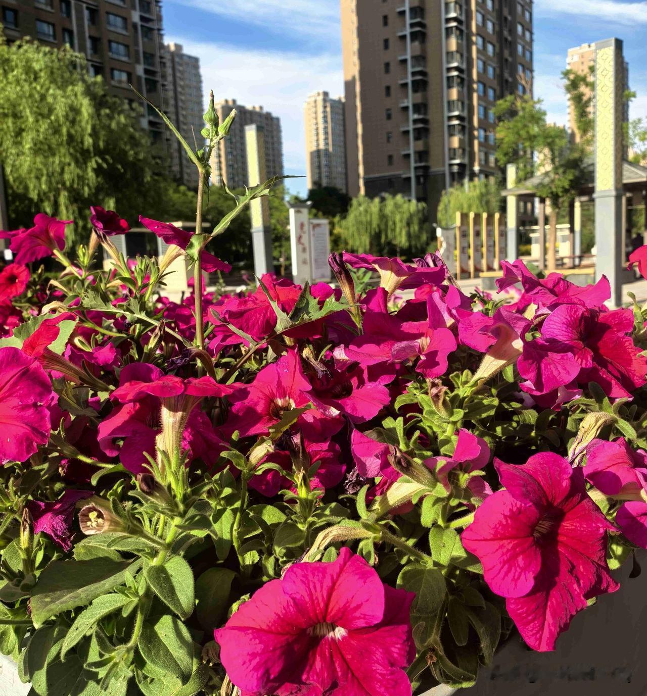 我的今日状态：😁轻松愉快
我这里的天气：☀️晴天
天气太热了干燥，多喝水，不要