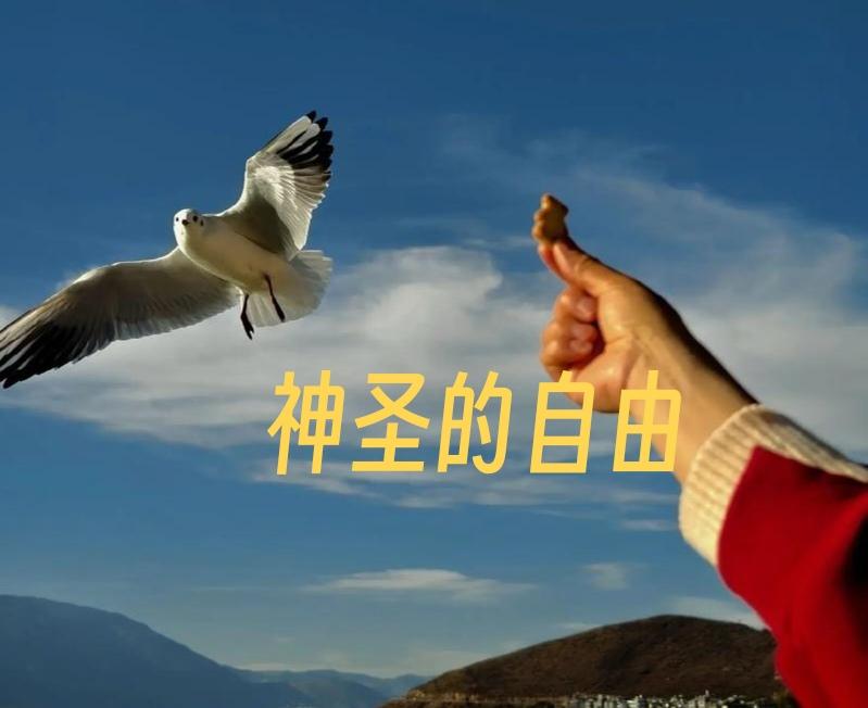 自由，是根植于尊重人权的民主法治框架之内，实现内心通透的精神舒展，与安稳自在的生