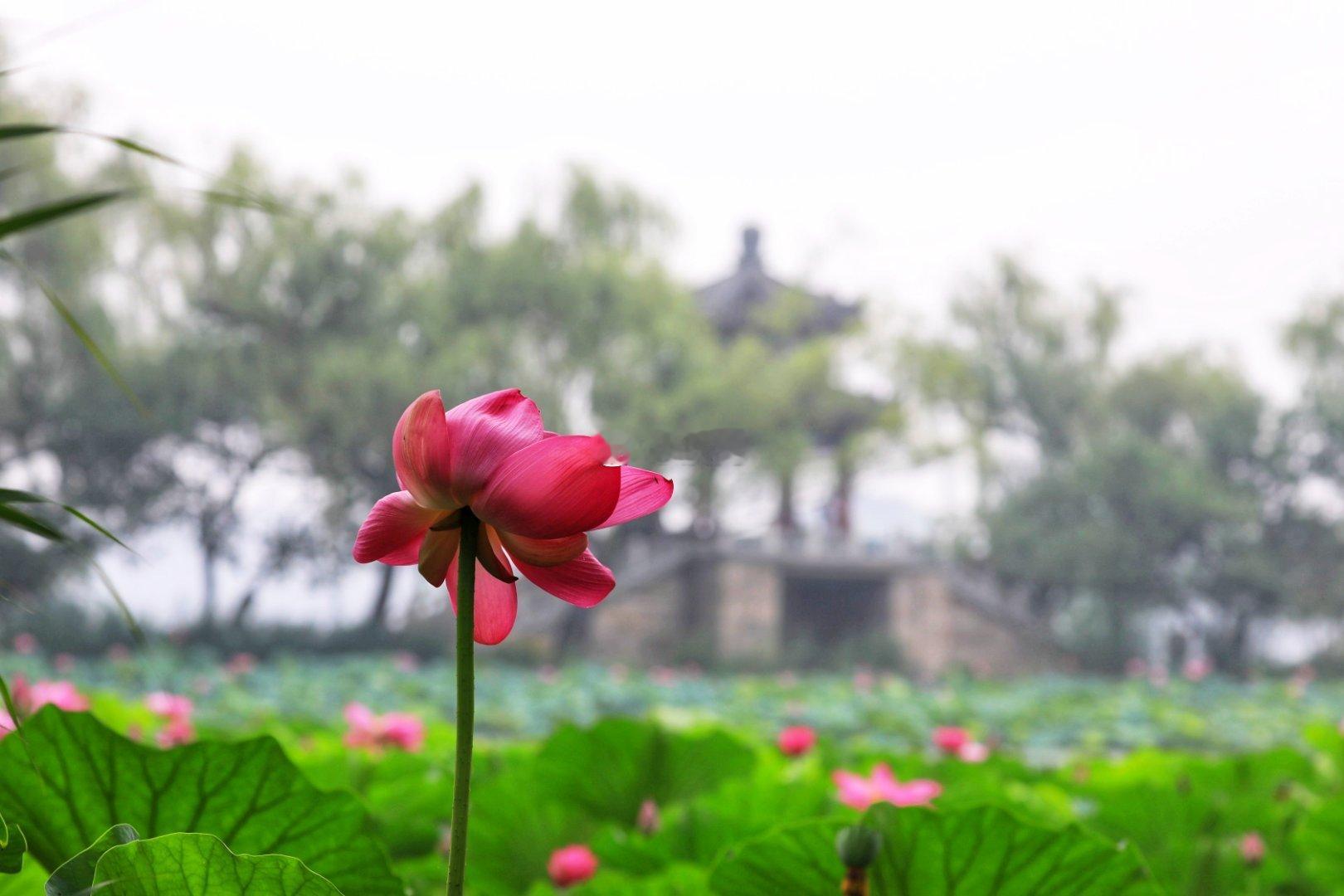 清晨的北京颐和园  雾里看荷  摄影​​​