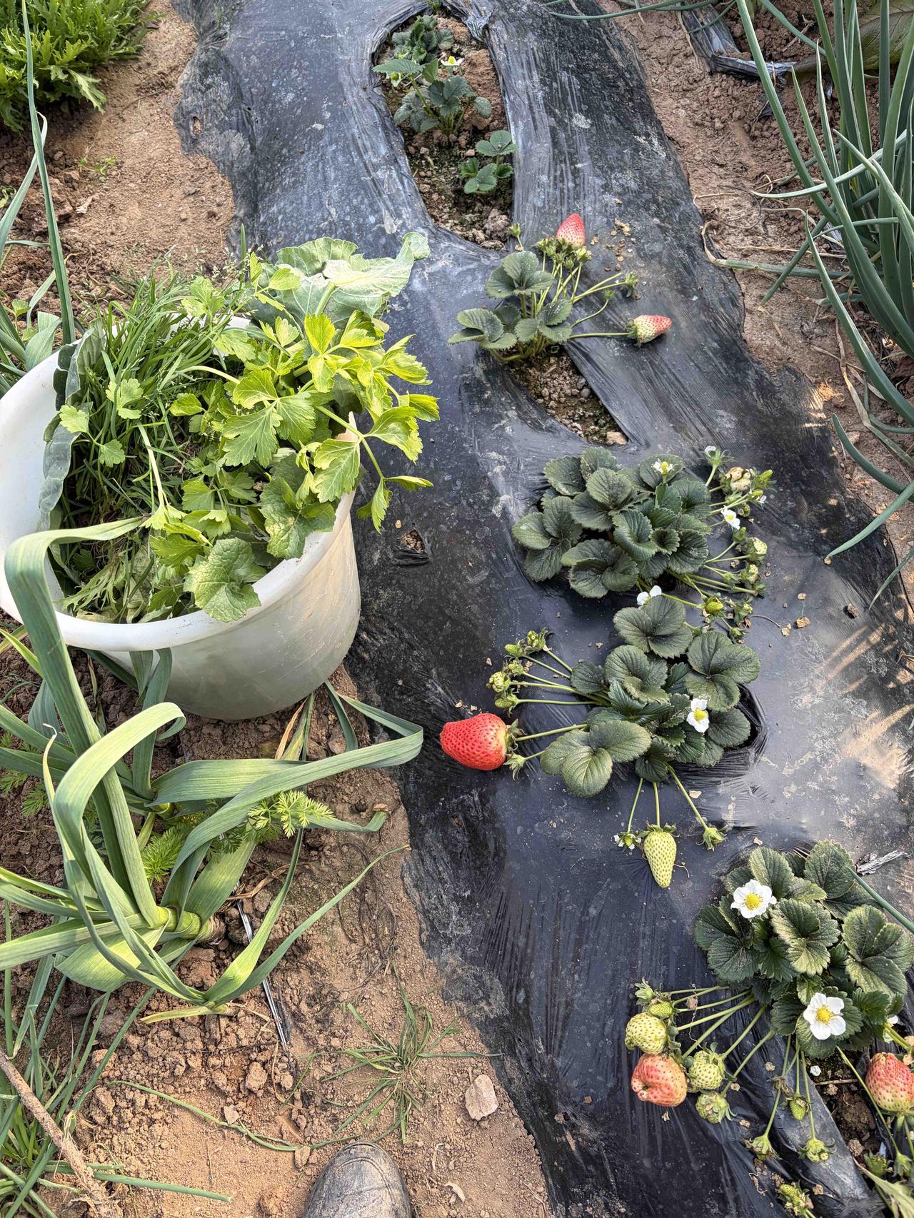 过年别人送的草莓🍓，吃一半扔一半也不可惜，虽然很甜不敢多吃。自己种的，一颗放在