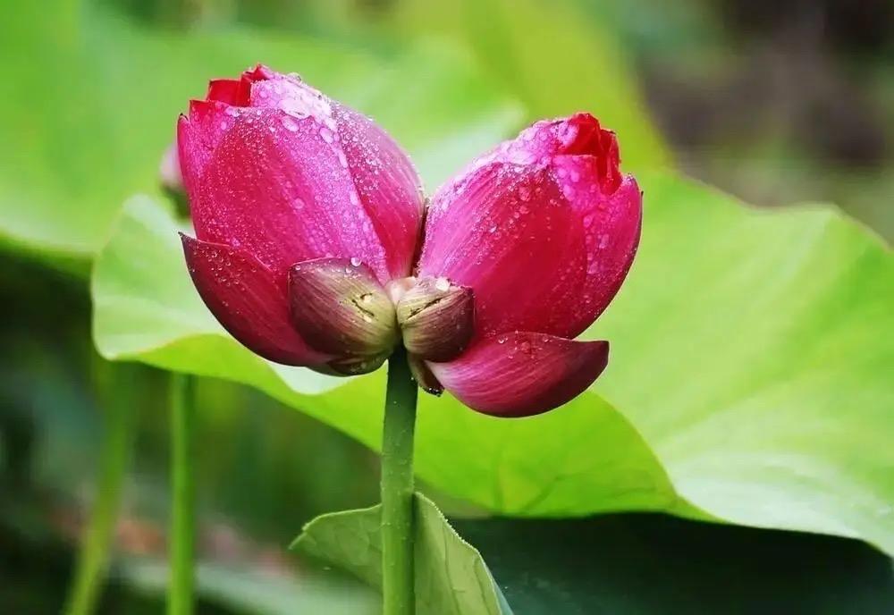 一丛花 · 咏并蒂莲

荷花并蒂绽嫣红。娇艳倚偎中。宛如水上仙裙摆，又低头、软语