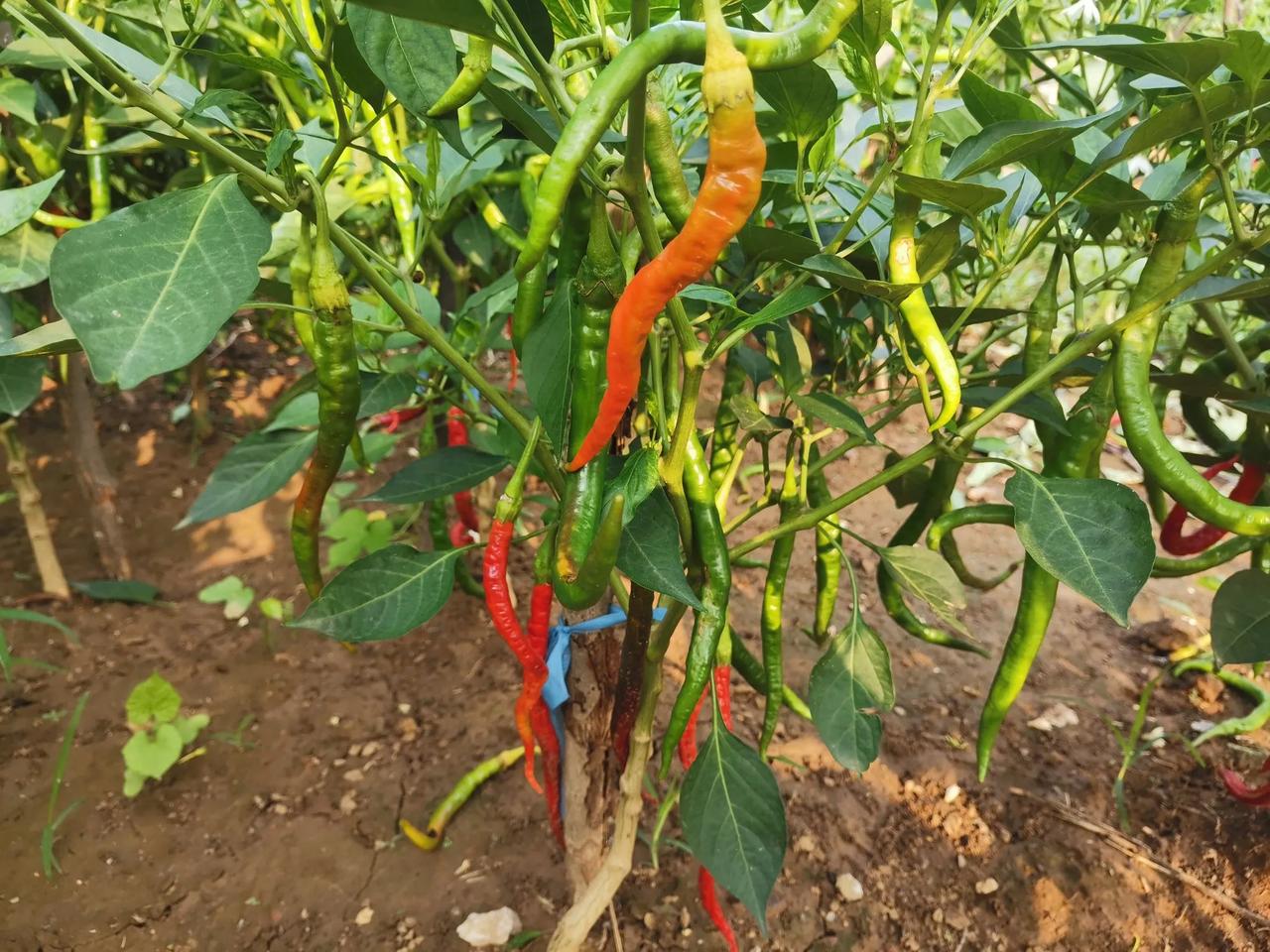 早晨7：30我到菜园整地，干活累了于是放下铁锹在菜园转了一圈，当走到辣椒地里地头
