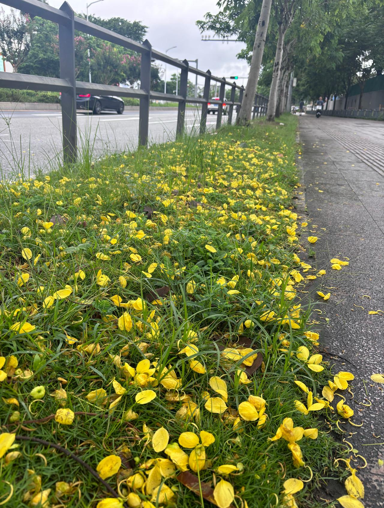 谁能告诉我深圳这次雨下了多久了吗？我都忘了多久了，反正吧家里的东西啥啥都发霉了，