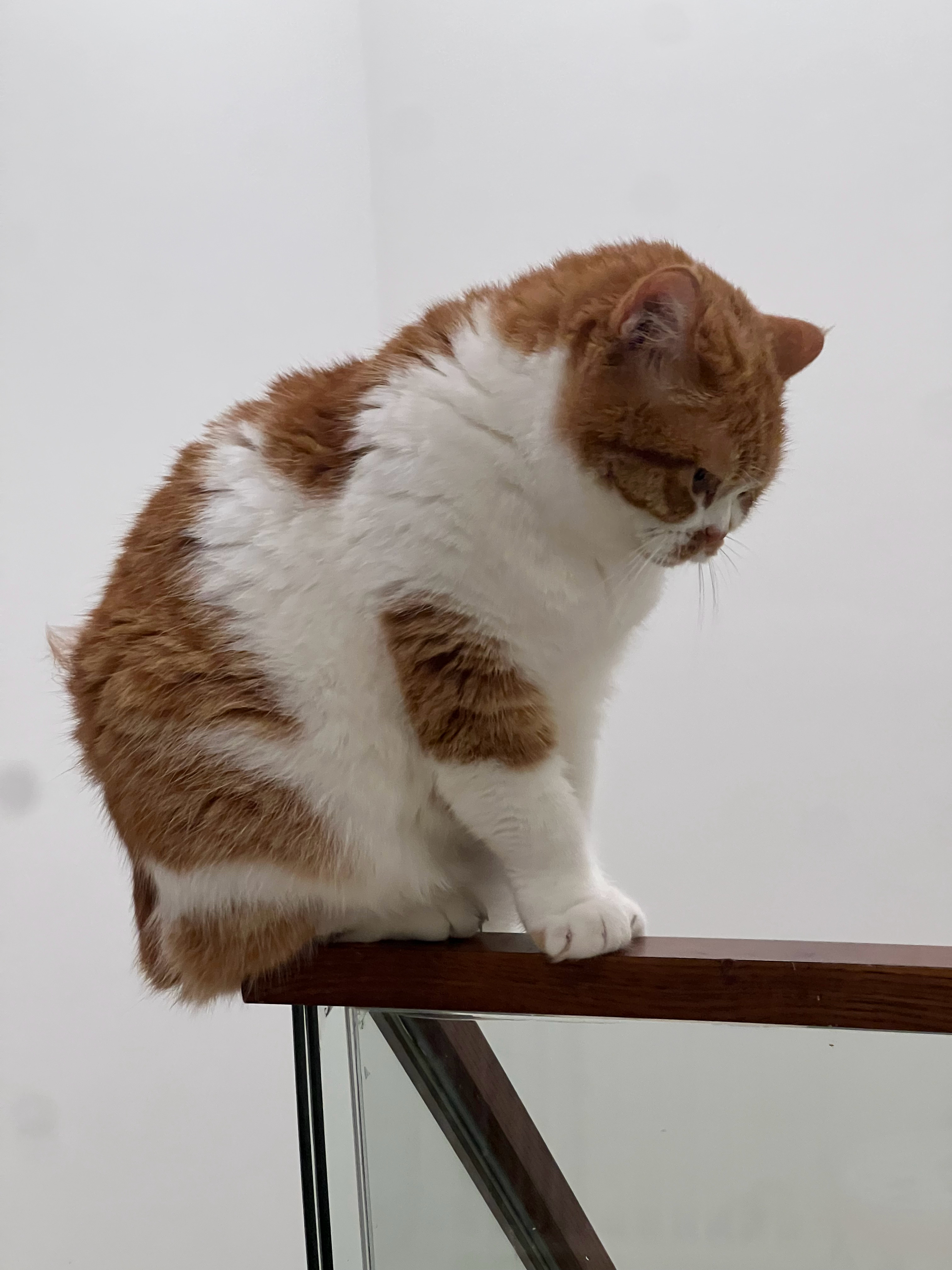 虽然我们小猫咪体型硕大，但平衡感却是一绝萌宠c位计划