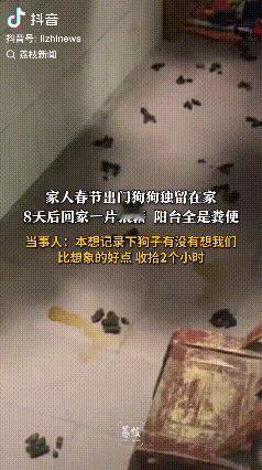 好在它没拆家！河南南阳，王先生称，自己一家人春节出门8天，独自把狗留在家，原本想