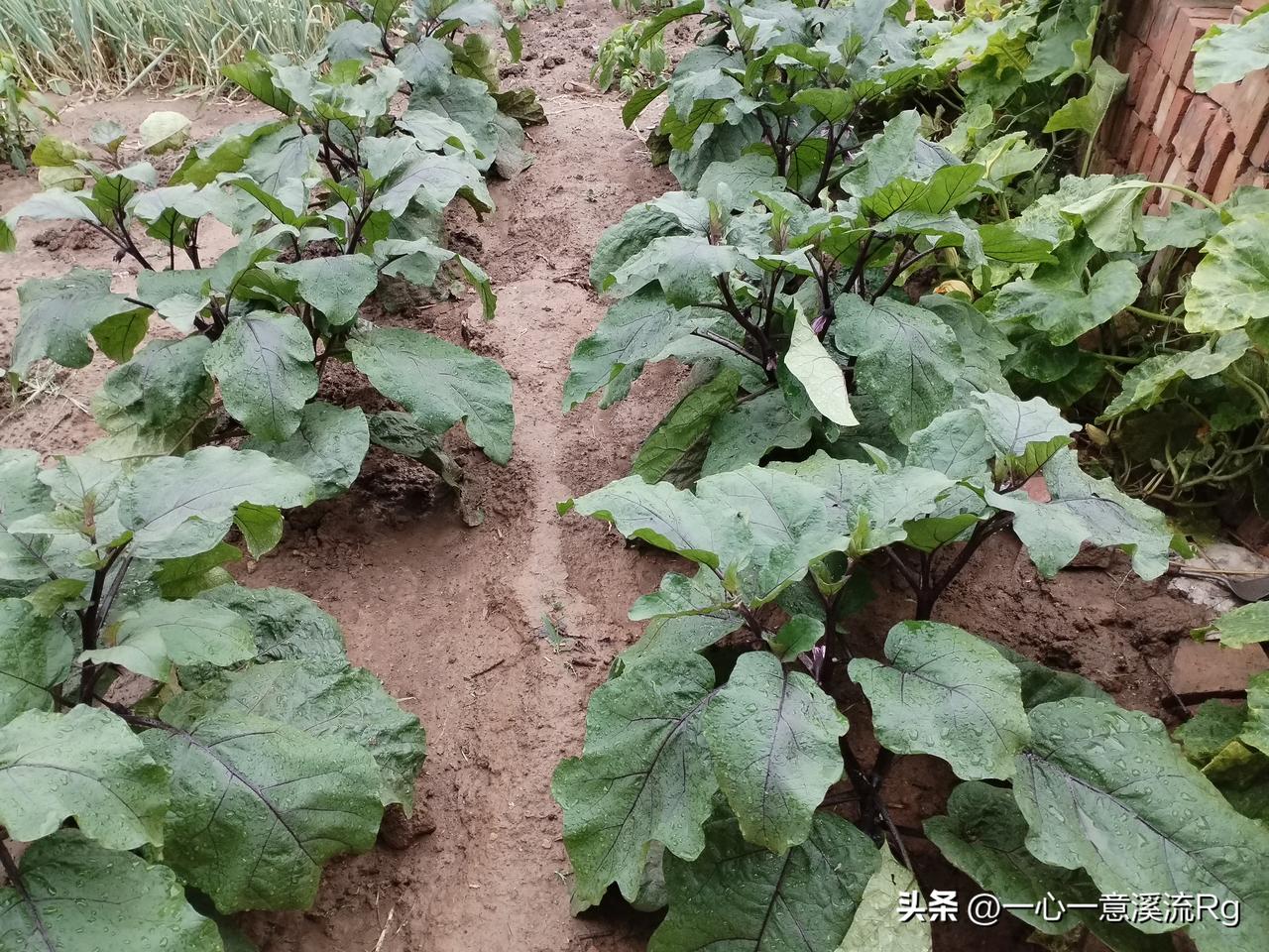 今天下午骑电三轮从镇卫生院买药刚到家，东南风刮起来，黑云被风带来，不一会太雨点落