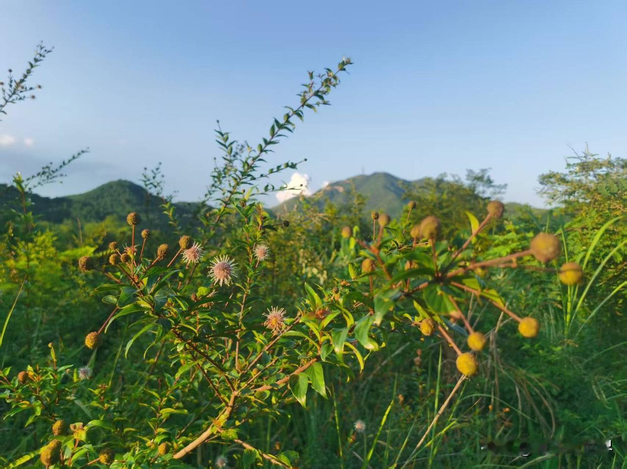 随手拍摄湖南永州乡村山花野花。
秋日野花 野花 农村野花 高山的野花