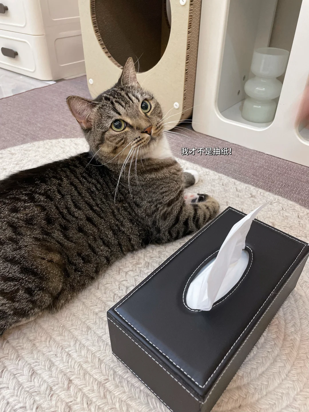 考眼力！谁是猫猫谁是抽纸？