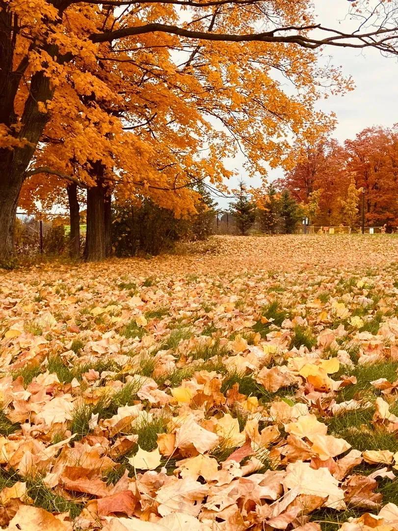 秋叶

叶子在沐雨听风中飘零
我很想借用秋风的劲儿抚琴
弹一曲深沉，把落叶亲吻