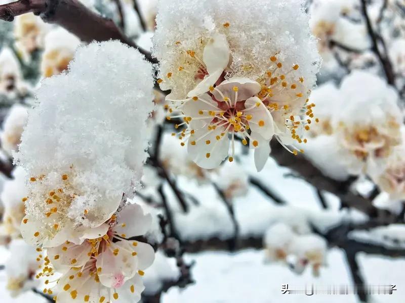 看到“雪来一夜花飘白”这个上联，瞬间感觉有股诗意扑面而来，画面感十足，仿佛能看到