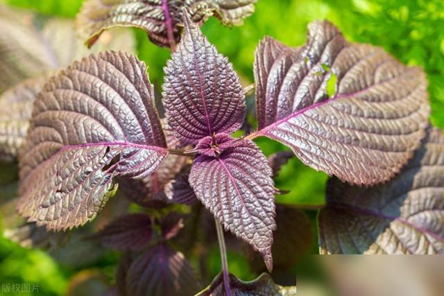 谁懂啊！最近刷到好多网友晒家里的五彩苏盆栽，叶子从绿变紫再变红，开花还黄灿灿的，