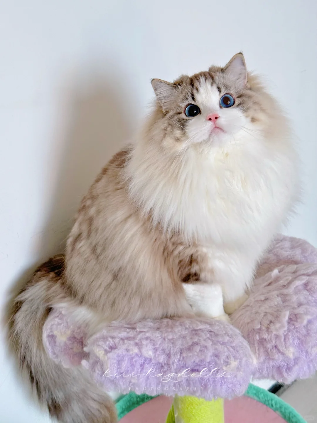 KERR布偶猫｜福建的夏天很凉快吗？