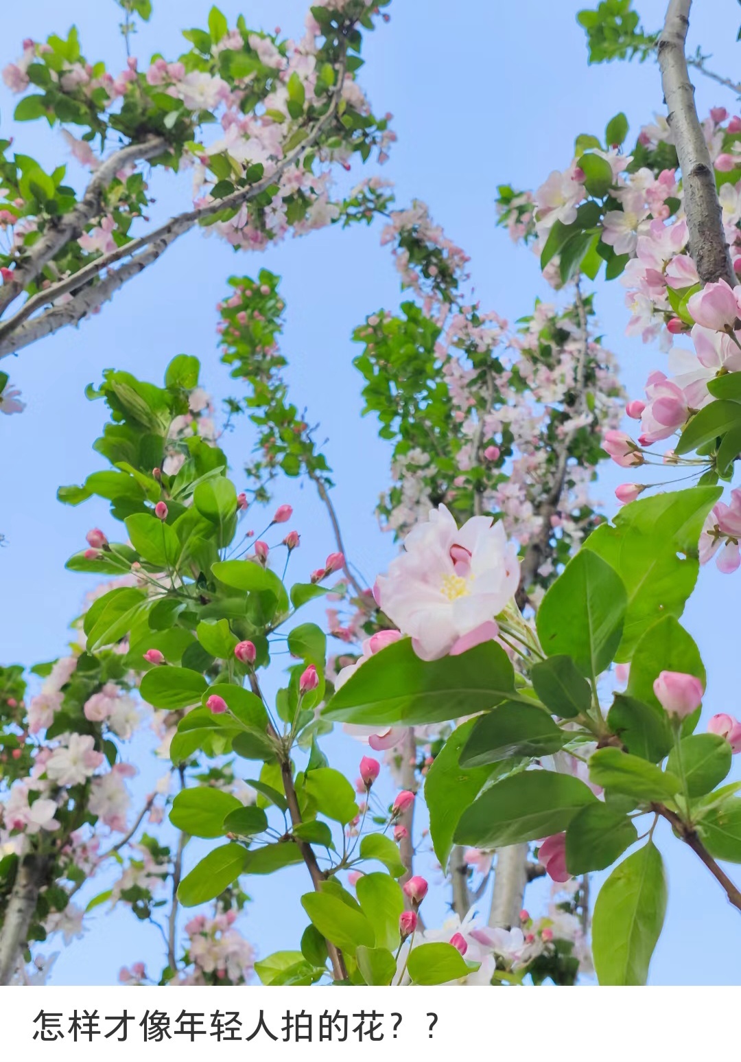 花都开了，大家都拍了不少花的照片吧，我就想问一句#怎样才像年轻人拍的花#？ ​​