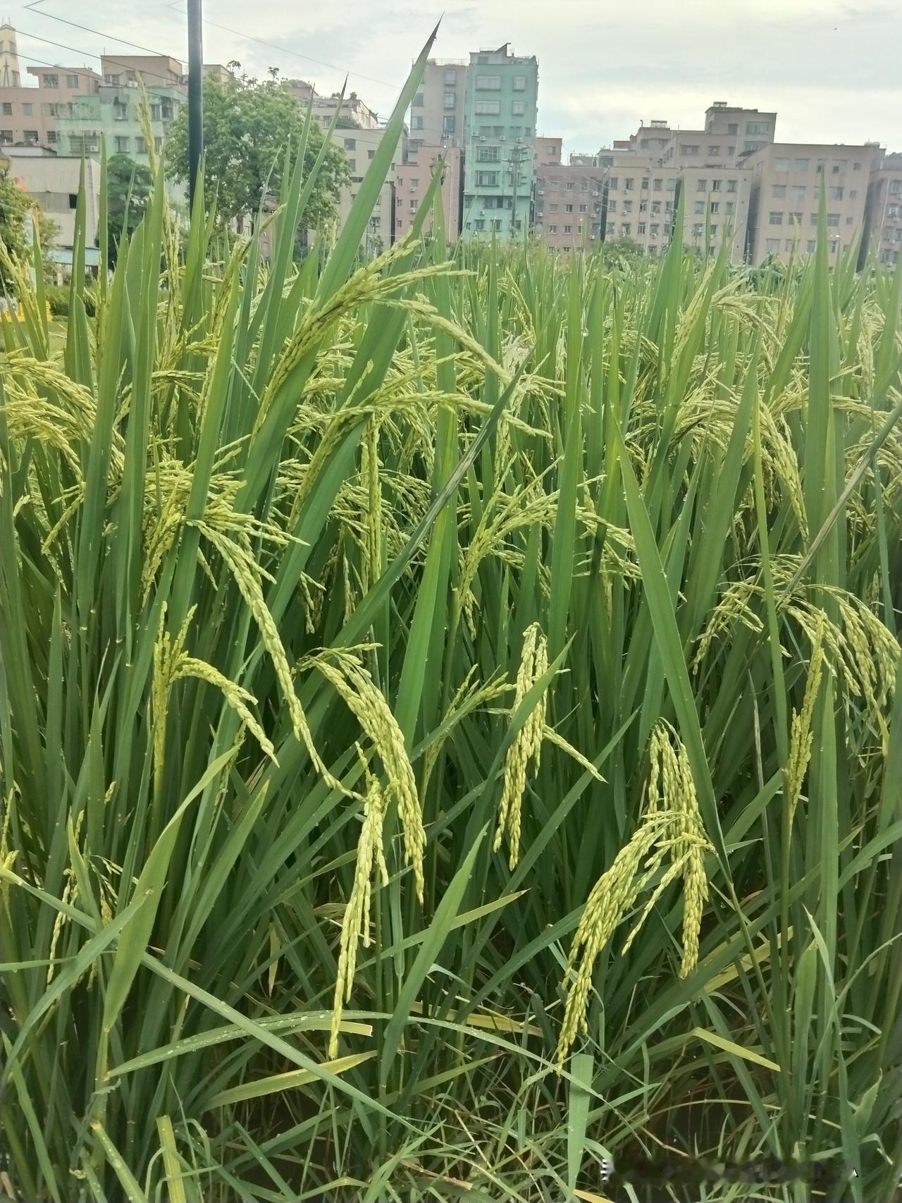 台风伴随的强降雨极易引发积水、内涝，提前做好防护才能保障安全。台风来临前，要提前