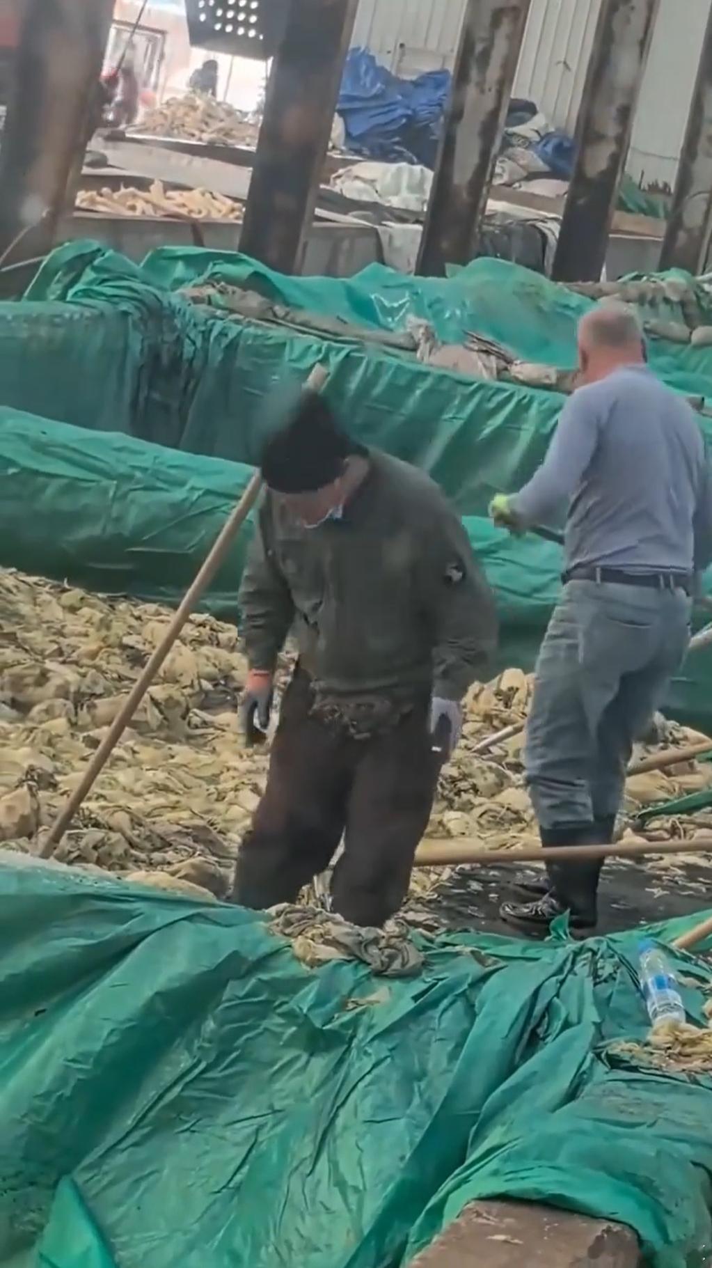 老坛酸菜已经塌无可塌了 谁能想到老坛酸菜又上热搜了还好并不好这口，以后想吃酸菜的