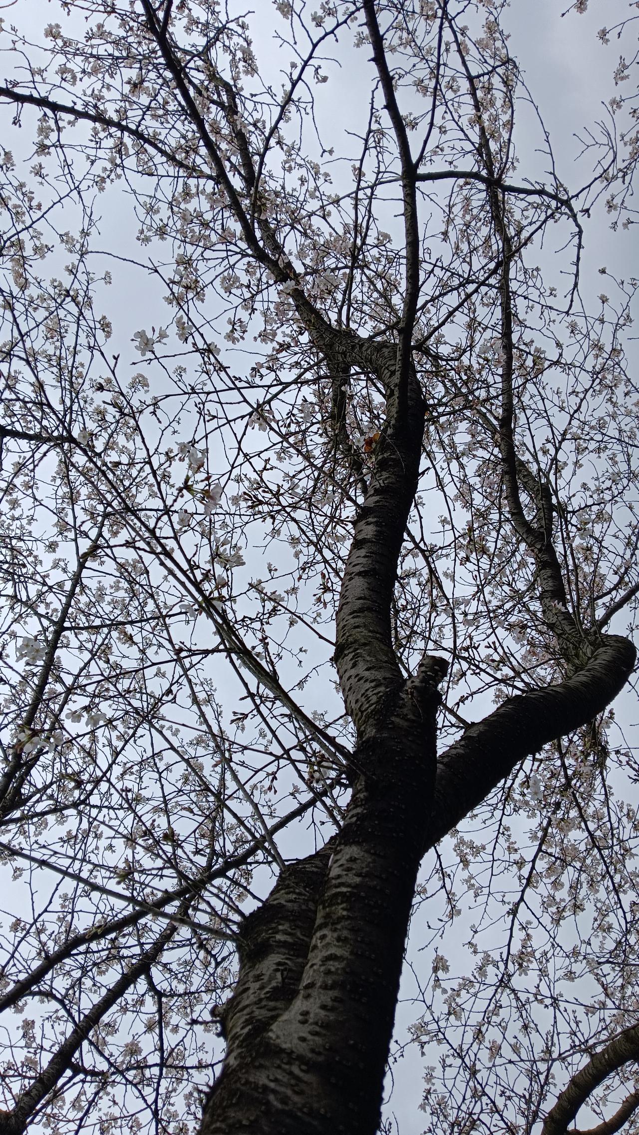 昨天去湘潭福寿陵园扫墓，发现了一家扫墓人在先人墓前摆上了酒和饭菜，甚是隆重。
这