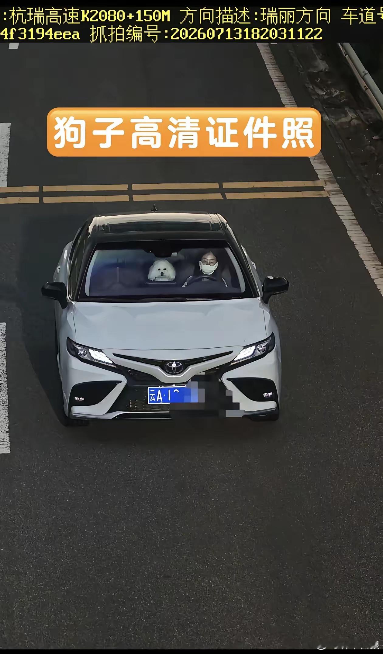 高速上拍到的狗狗高清证件照。然后就被开了罚单。原因是超速。 