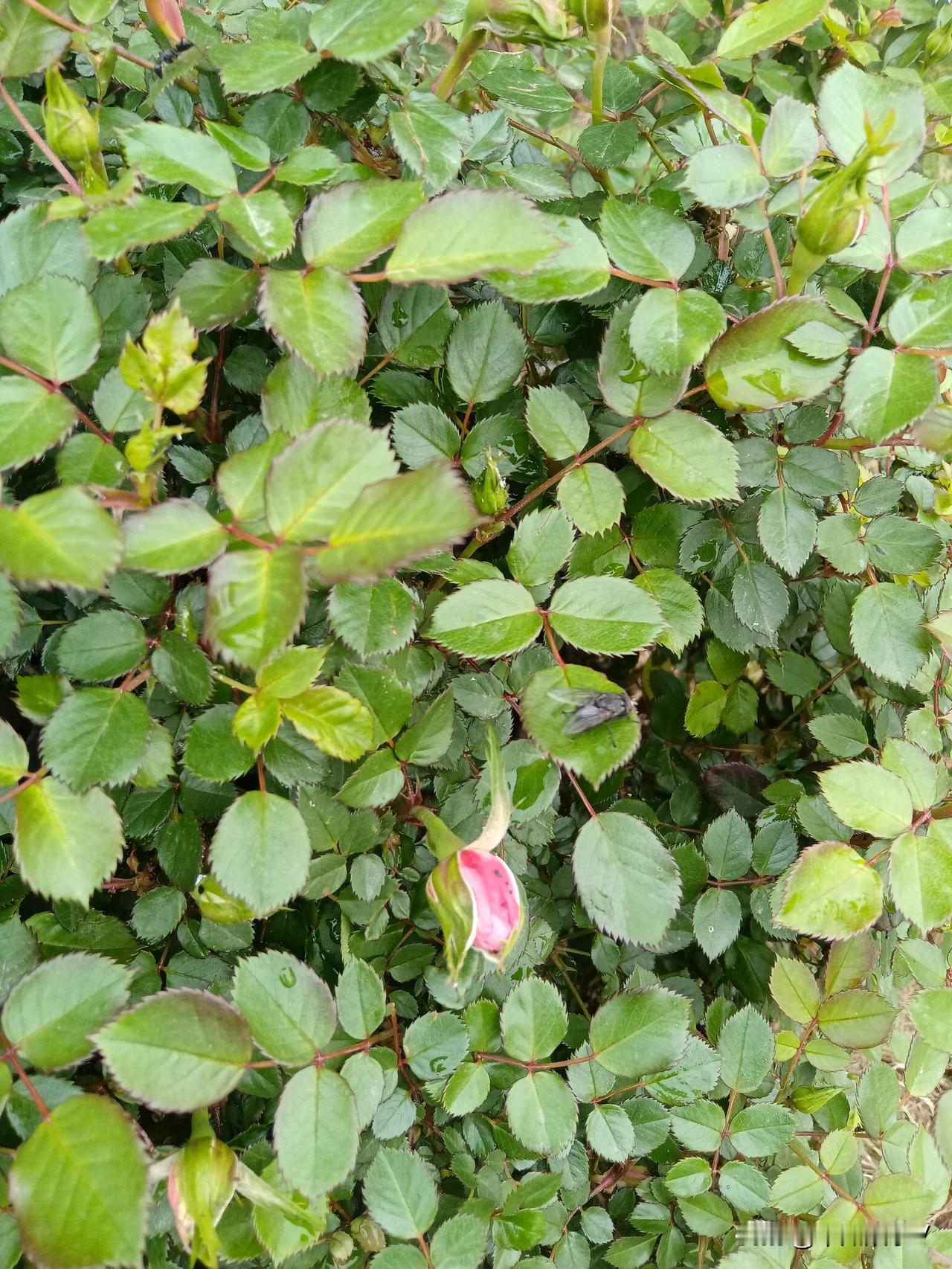 明天还会红吗？

这周已经红了4天！真是罕见！尤其今天，往日的“黑色星期四”，今