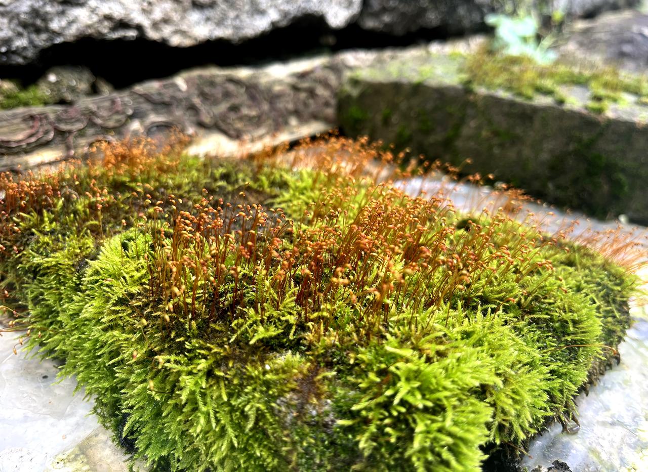 【原创】
皖南黟县古村落
一砖一瓦，皆成风景……徽州古村落遗址 徽州院落