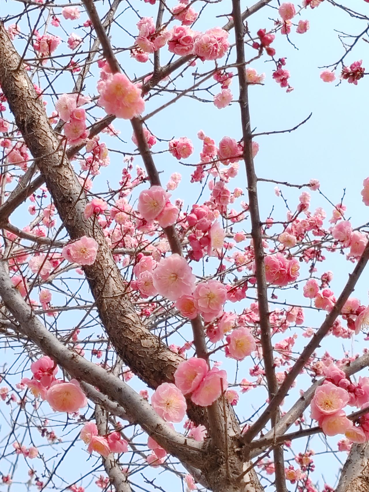 在这充满诗意的对句中，“鸟鸣杨柳岸”描绘出一幅宁静又灵动的画面，鸟儿在杨柳依依的