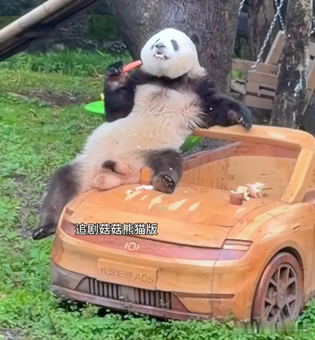 [捂脸]莽小五好拽啊，这个姿势坐在车上吃胡萝卜条，像一个豪门阔少爷，痞帅痞帅的，