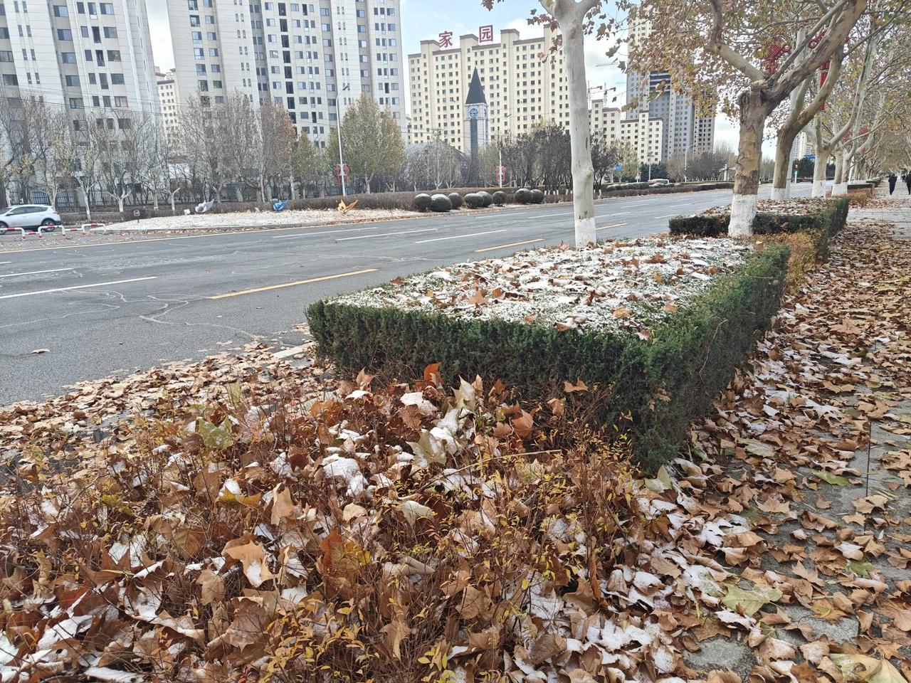 凌晨隔窗，灯光下飘着小雪花，隔着铁栅栏，遥望车灯光下，剪过的矮树墙上，铺一层薄薄