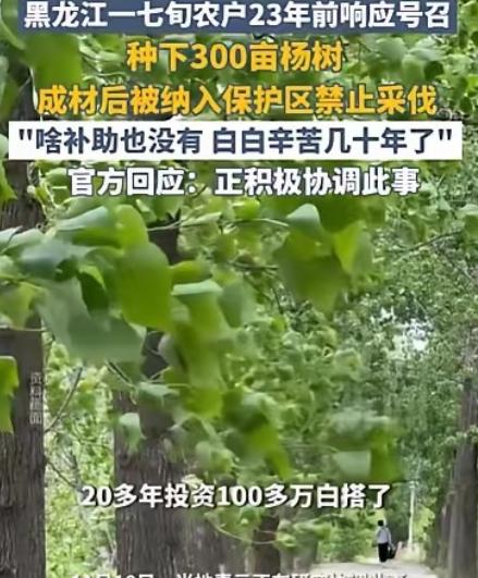 黑龙江齐齐哈尔市，72岁农妇，在23年前，种了300亩杨树，有数万棵，投资了10