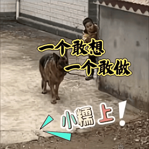 这狗得好好养，太聪明了