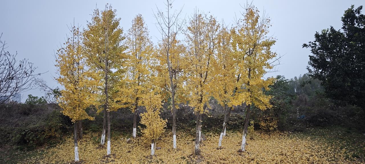 又到12月，银杏树金黄的叶子纷纷落下，分外好看。
都说全球在变暖，好像实际也如此