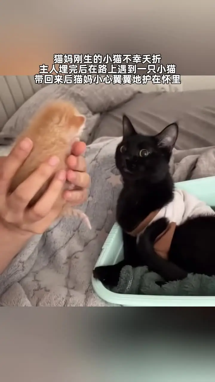 猫妈的孩子去世，主人在回来路上捡到一只小