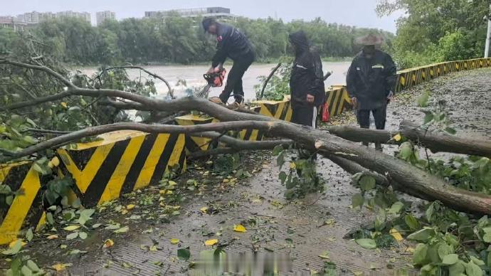 台州这支救援队从凌晨锯到白昼抢通道路 台风“巴威”过境台州天台，大量树木倒伏横亘