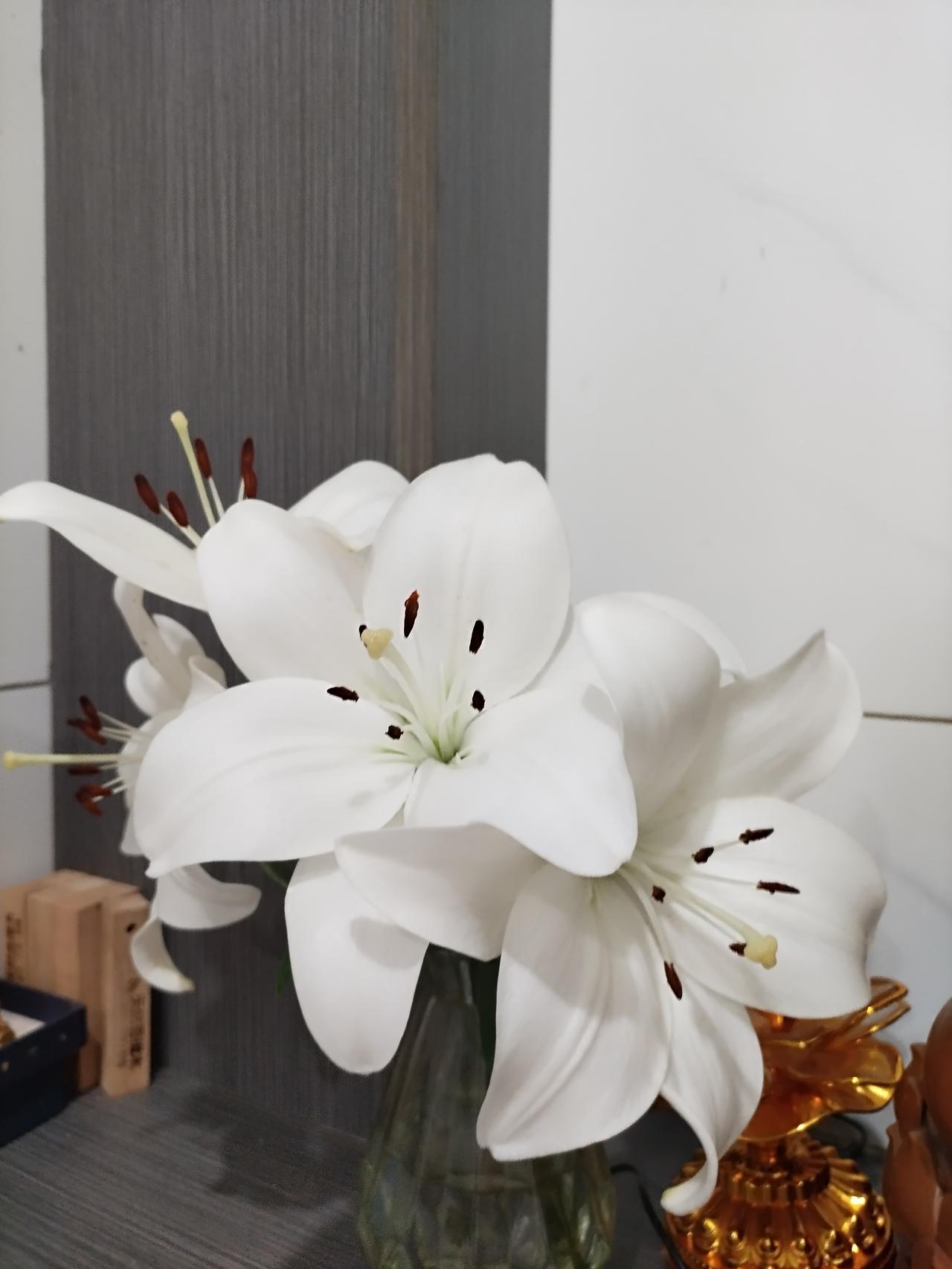 发一张自家的百合花去年买的粉色和红色百合花种球，今年开花了，全是白色的，哈哈哈！