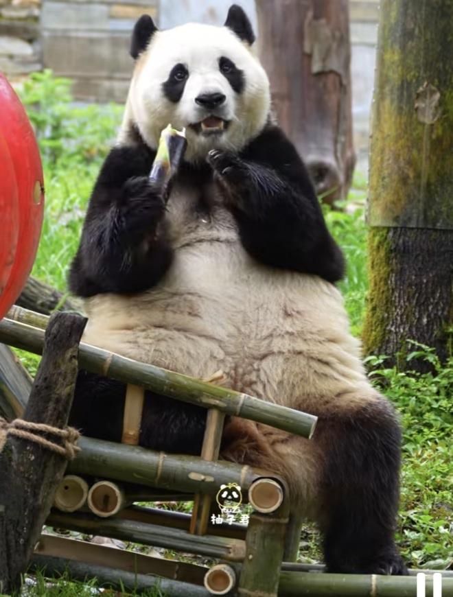 福宝的新座椅，宝贝在上面坐得好乖啊，坐在上面开开心心吃鲜嫩的竹笋，别提有多爽！猪