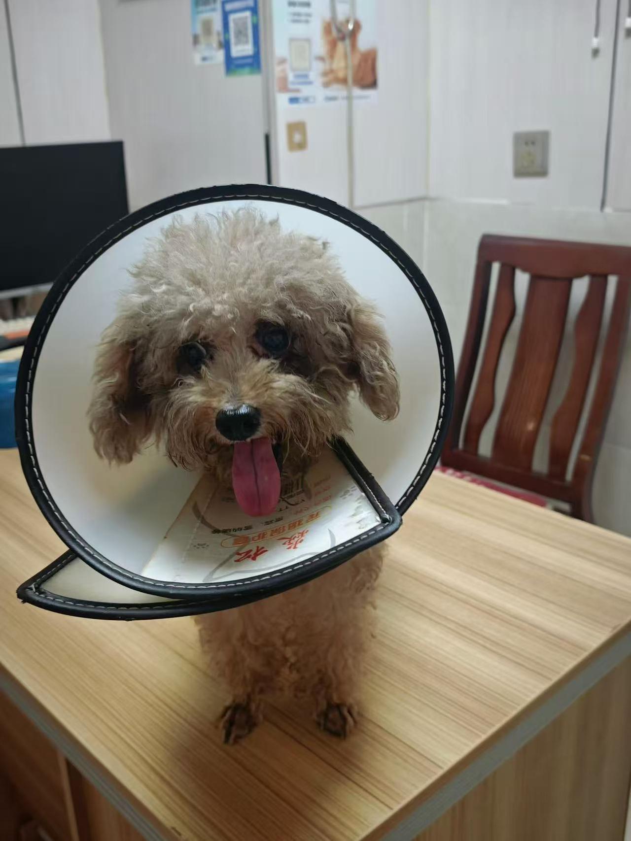 珠海，寻🐶主启示
是谁家毛孩子走丢啦~
9月29日下班在坦洲谭隆南路捡到一只修