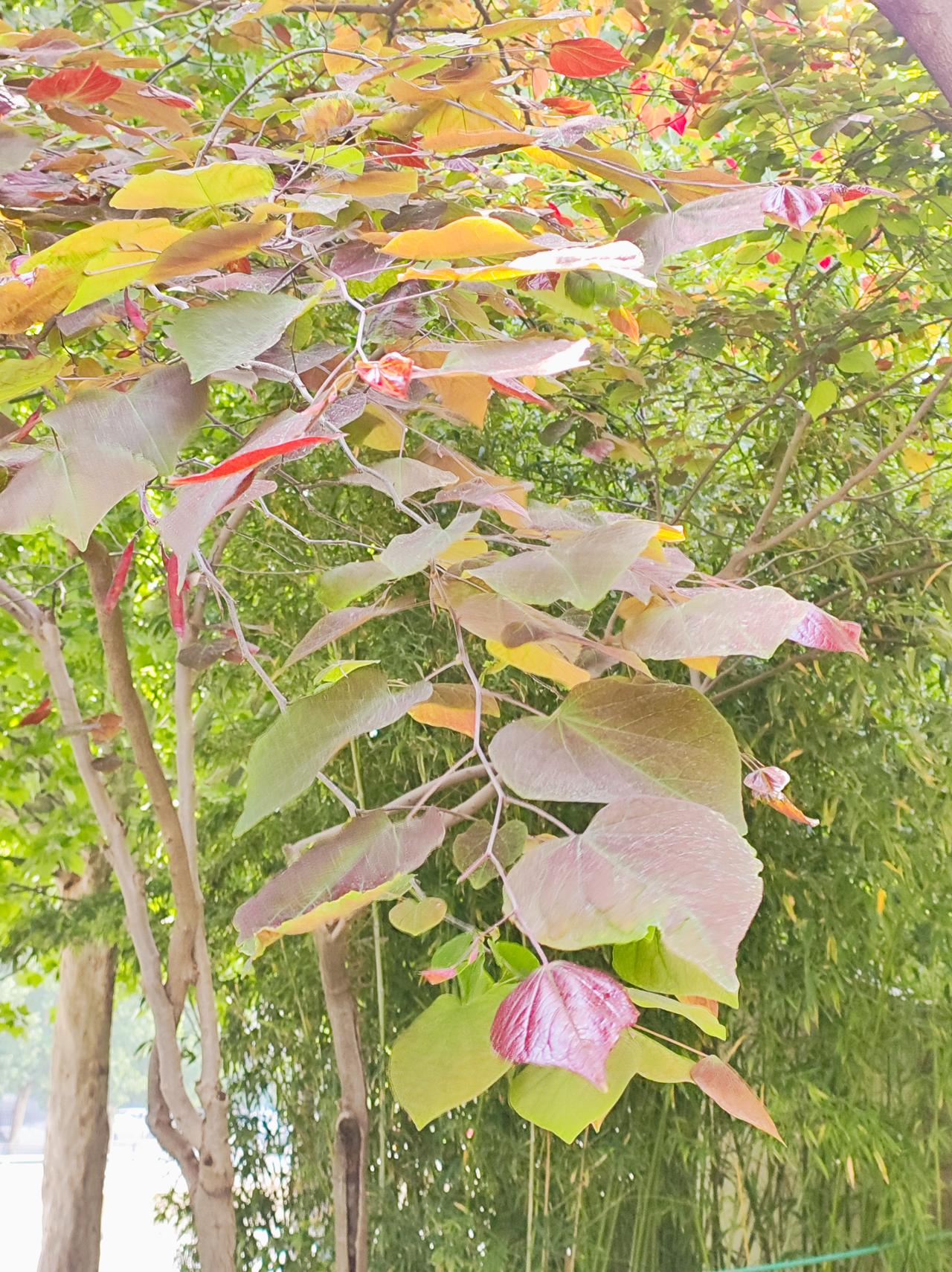 走在暮春里

花谢有果，花谢有叶。在满目葱绿的公园里，有两种叶子很特别: 加拿大