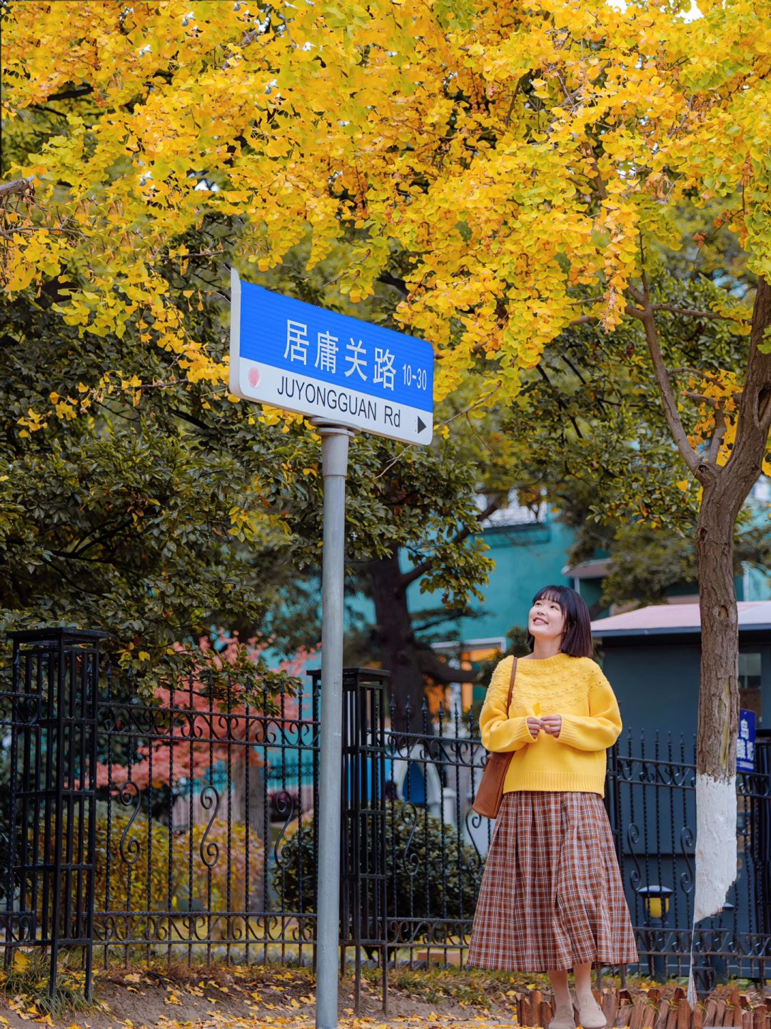好消息：八大关的银杏叶黄了🍂 坏消息