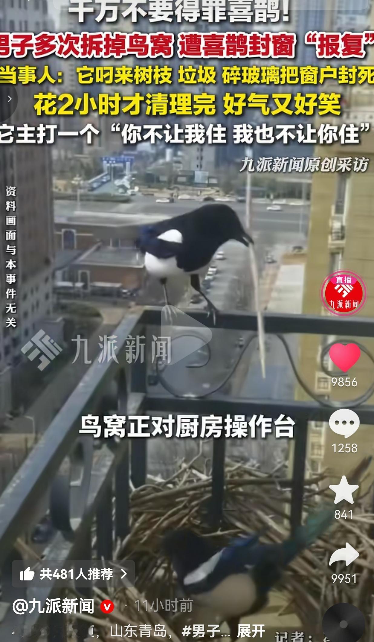 别惹喜鹊！男子多次拆鸟窝，结果被“封窗报复”，现场又好气又好笑
 
谁能想到，看