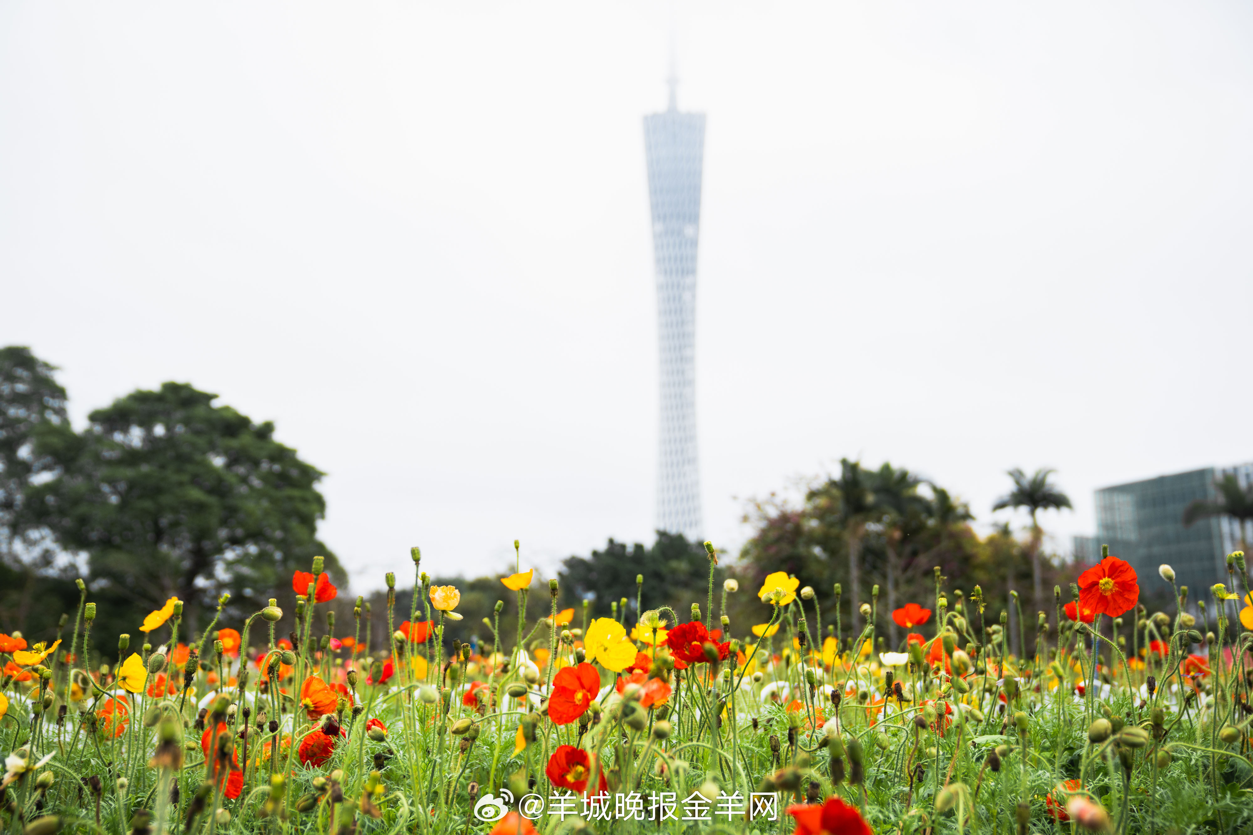 #早安#无论身处何种境遇，你都可以选择成为一束微光。照亮自己，也温暖同行的人。这