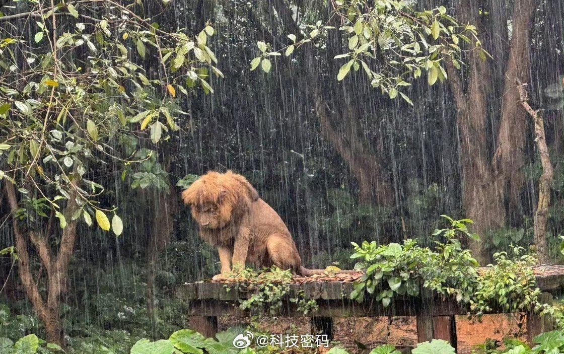 被长隆动物园淋雨狮子刷屏了哈哈哈哈，这是有多绝望