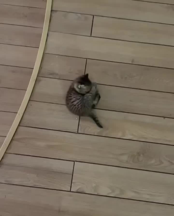 这很可爱了