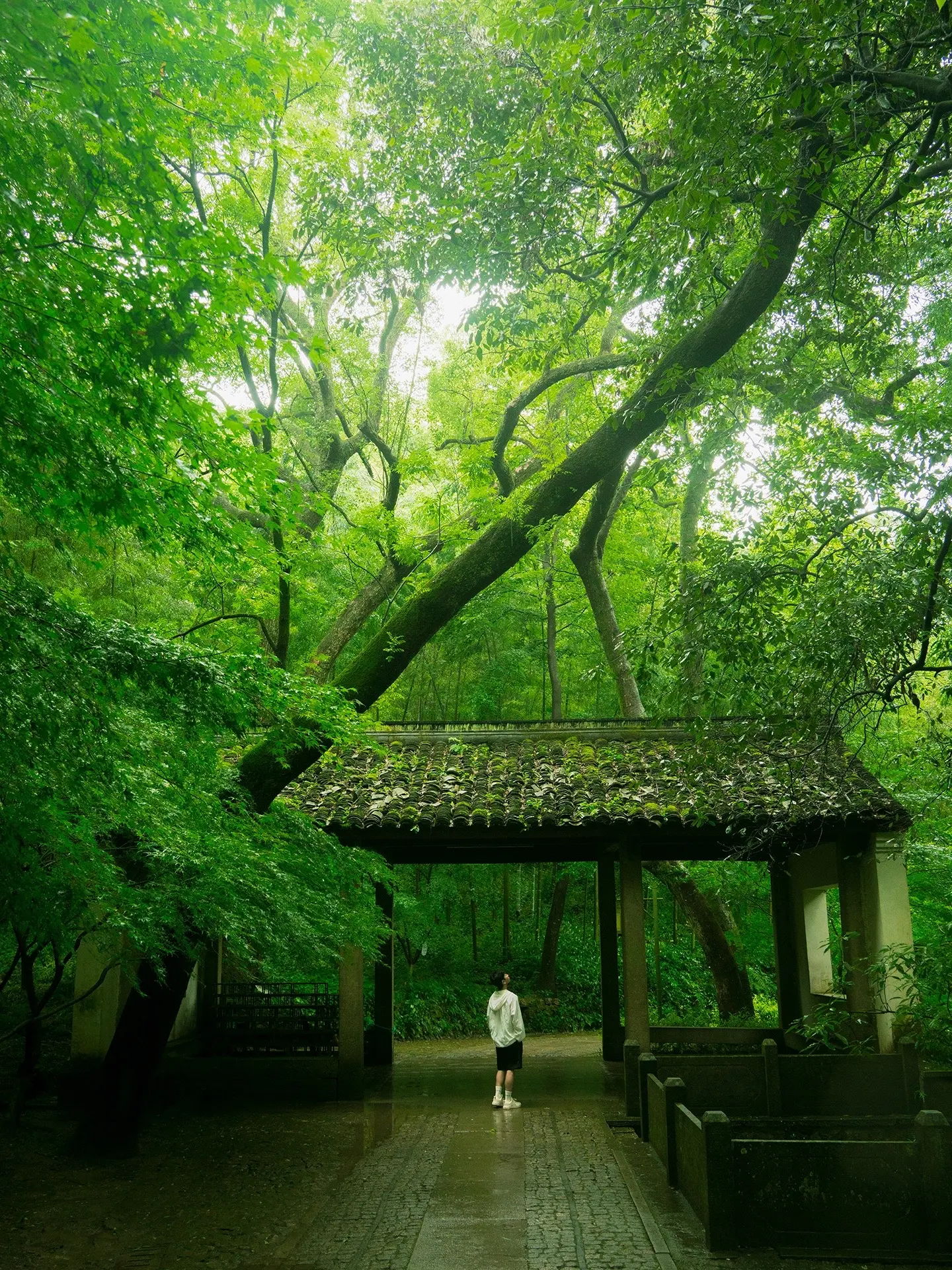 闯入误入仙境❗️雨天的杭州小径氛围感真绝。杭州的雨季真的太美了 仿佛闯...