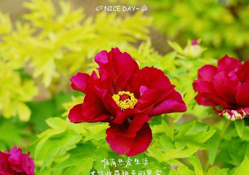 自驾千里来到了古都洛阳就为看一眼这里的牡丹花开，果然千娇百媚国色天香