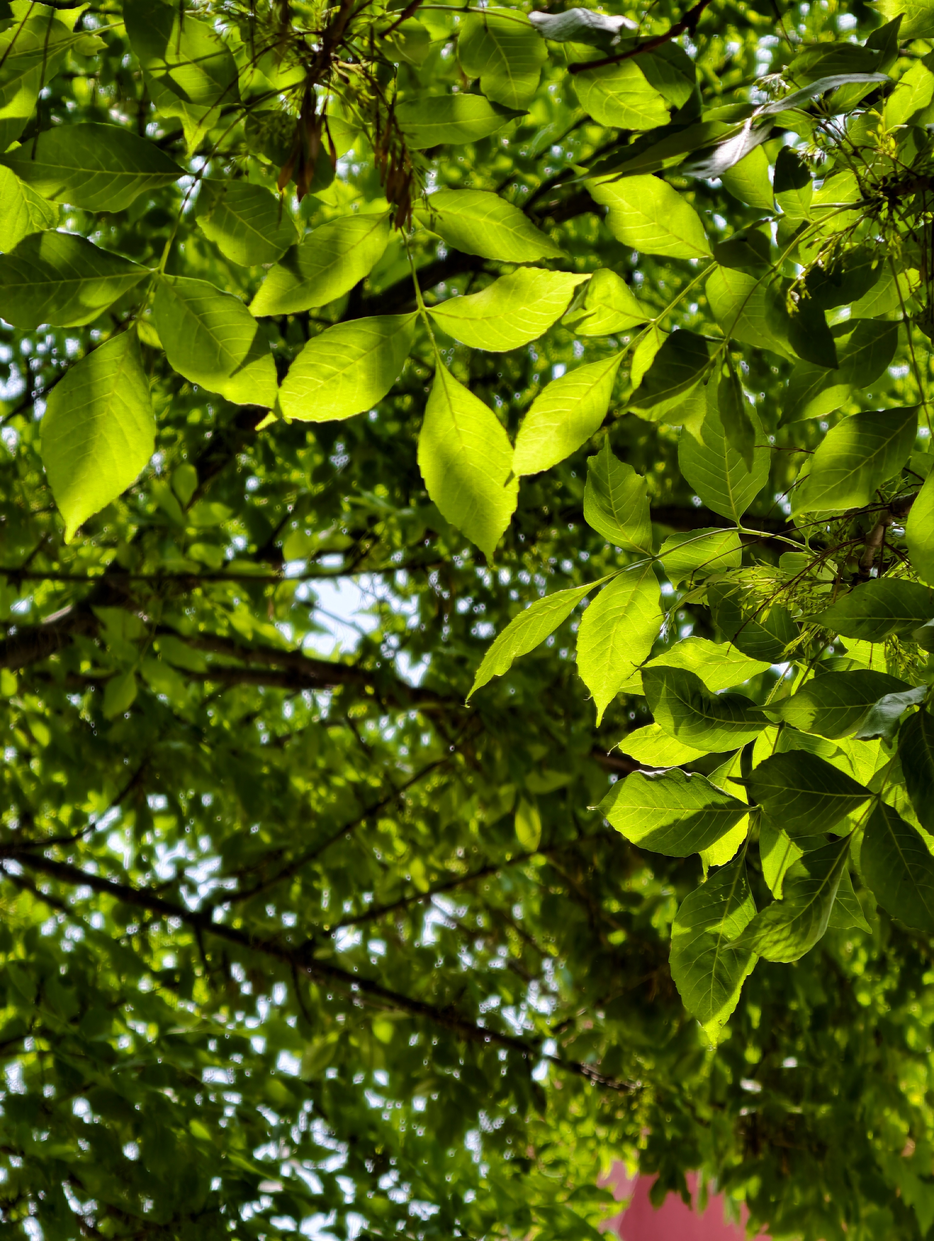 已经有初夏的感觉了vivo X300 Ultra这颗长焦是真的好用啊，以前取景靠