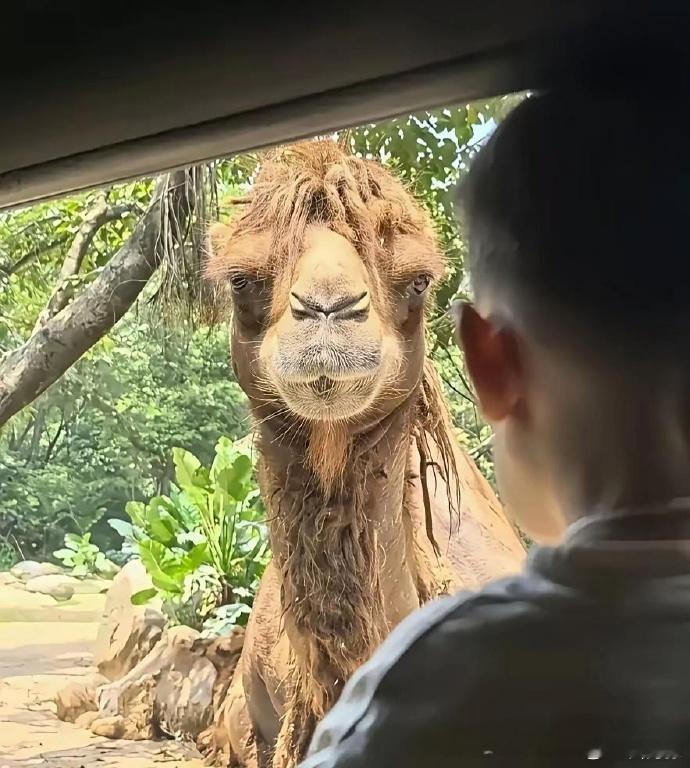 第一次见到骆驼的正脸，没想到长这样。 ​​​