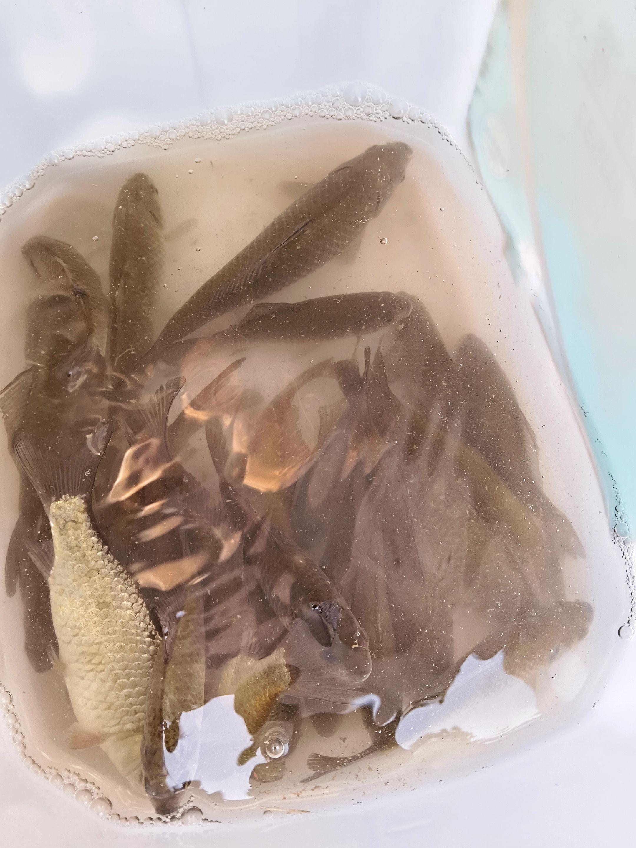 本地小鱼仔仔