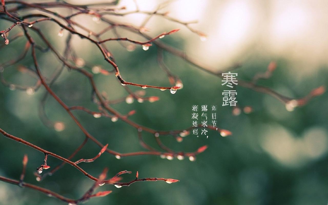 今日寒露...