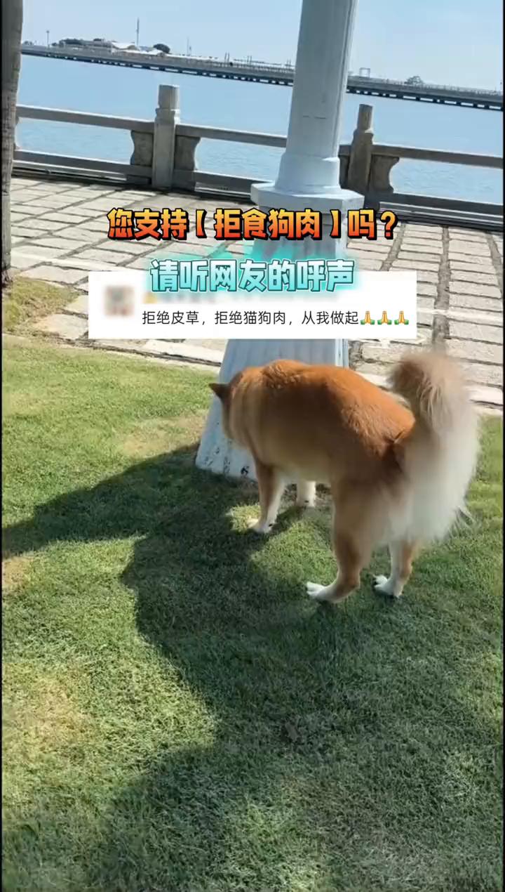 您支持拒食狗肉吗？请听网友的呼声。
拒绝皮草，拒绝猫狗肉，从我做起。