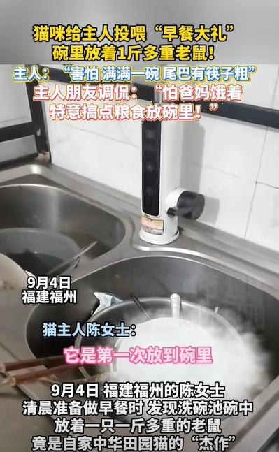 “笑岔气了！”5日，福建福州一女子做早饭时，发现洗碗池里放着一只1斤多重的老鼠，